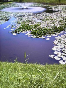 睡蓮の池の写真